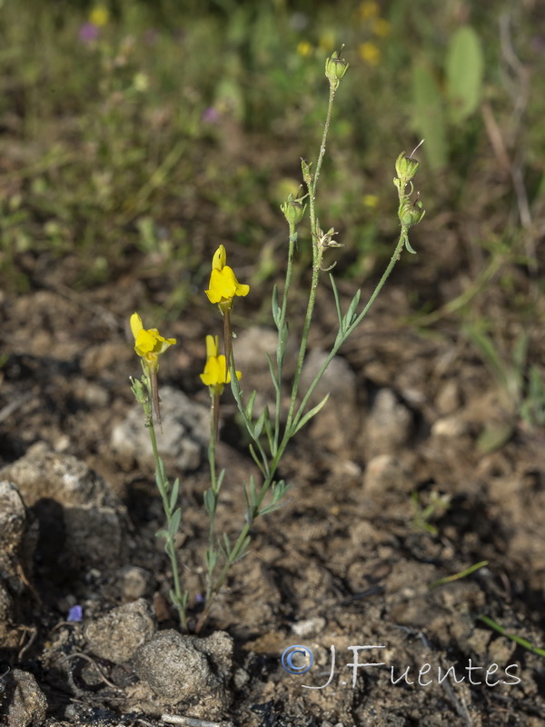 Linaria amethystea ignescens.04