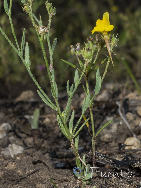 Linaria amethystea ignescens.06