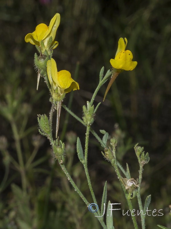 Linaria amethystea ignescens.07