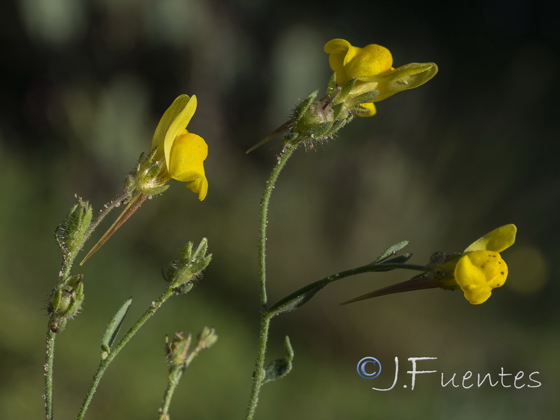 Linaria amethystea ignescens.08