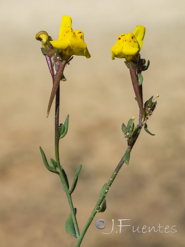 Linaria amethystea ignescens.09