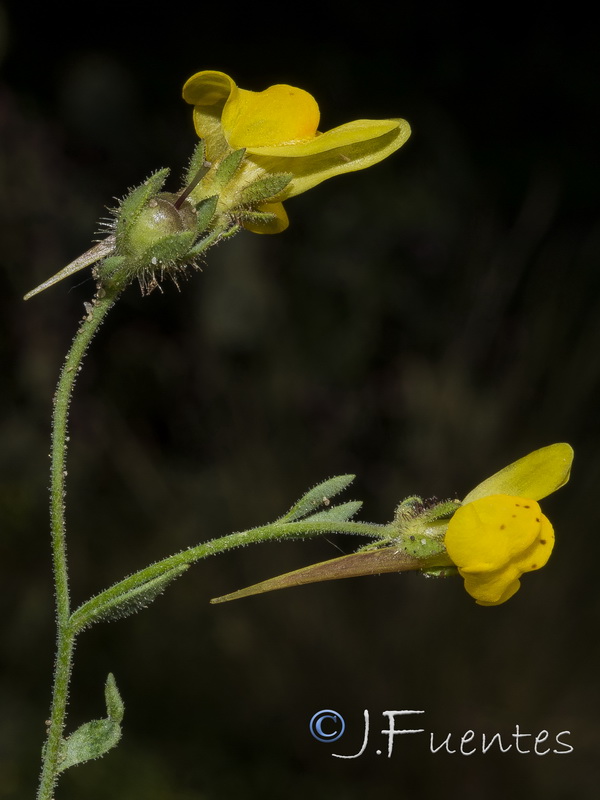 Linaria amethystea ignescens.11