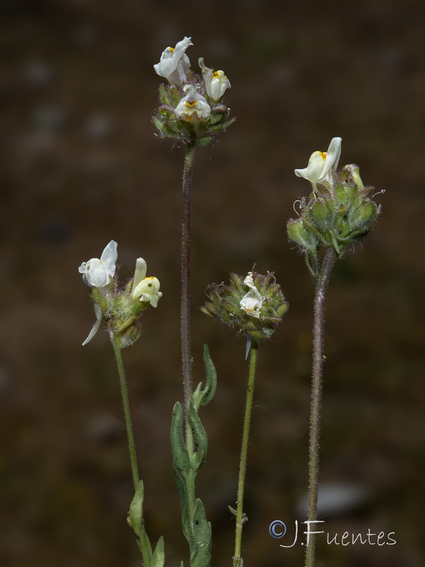 Linaria amethystea toloxense.01