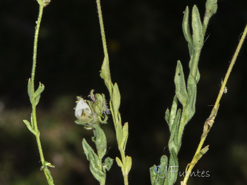 Linaria amethystea toloxense.02