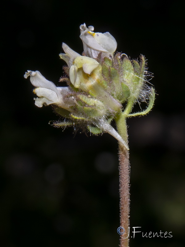 Linaria amethystea toloxense.03