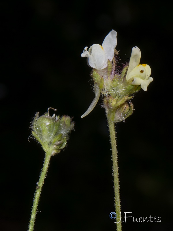 Linaria amethystea toloxense.04