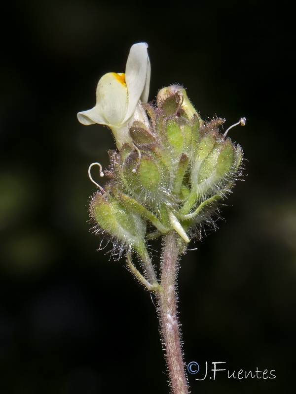 Linaria amethystea toloxense.05
