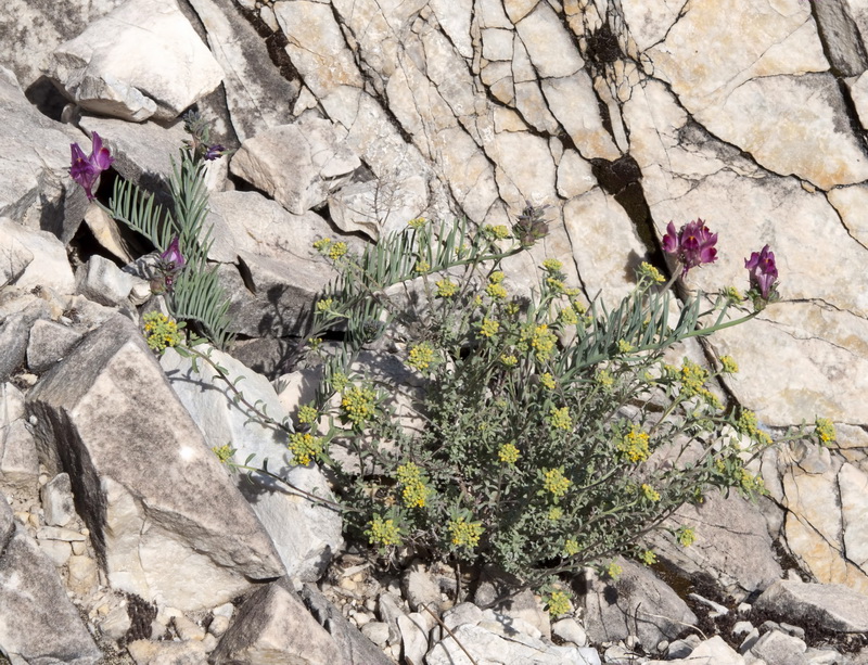 Linaria amoi.01