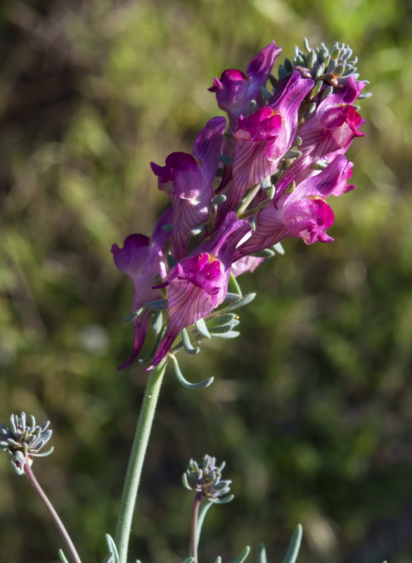 Linaria amoi.08