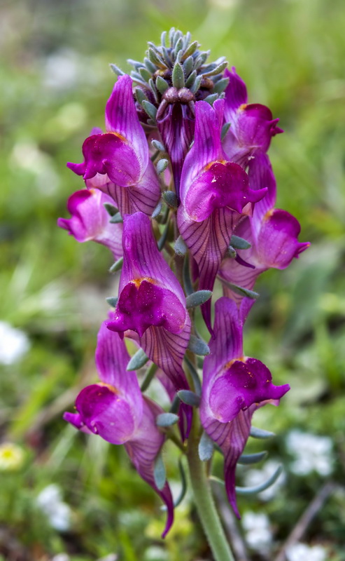 Linaria amoi.10