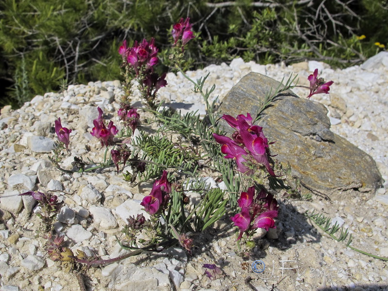 Linaria amoi.25