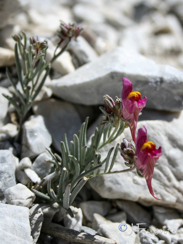 Linaria amoi.26