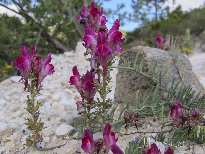 Linaria amoi.30