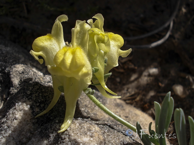 Linaria amoi.31