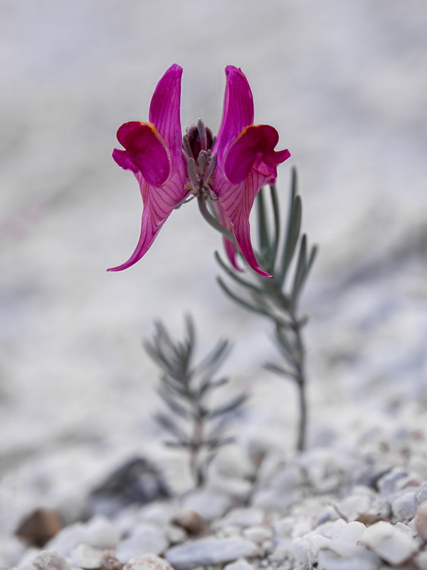 Linaria amoi.35