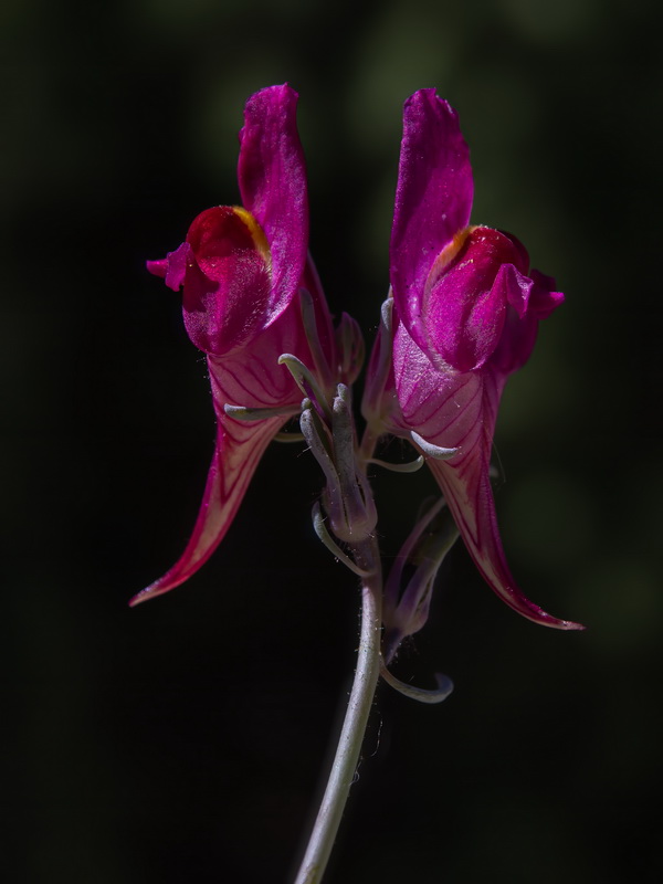 Linaria amoi.38