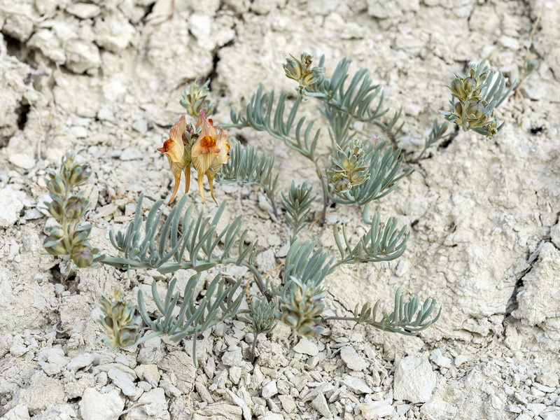 Linaria argillicola.02