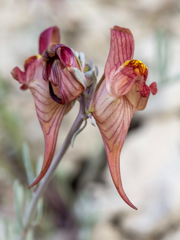 Linaria argillicola.13