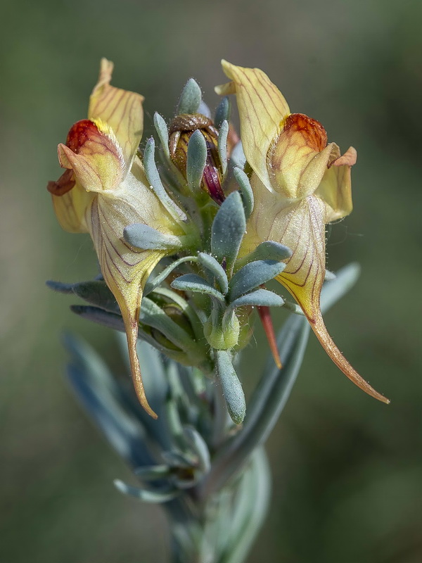 Linaria argillicola.14