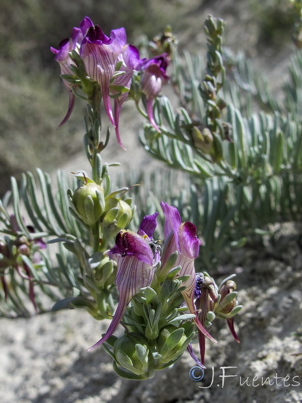 Linaria argillicola.30