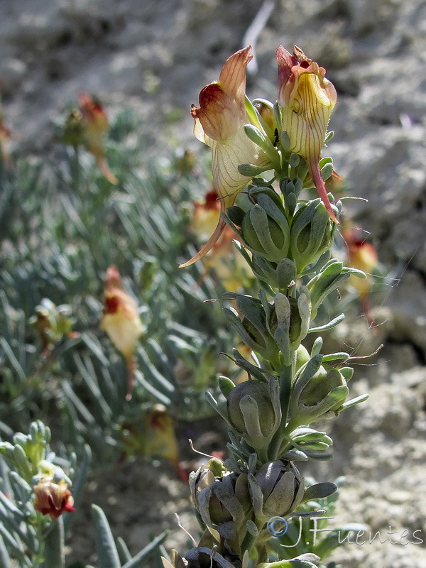 Linaria argillicola.31