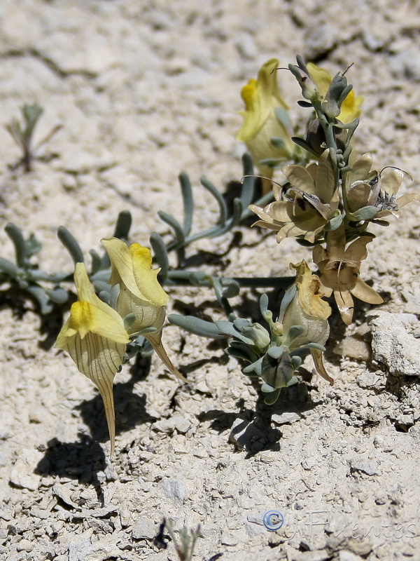Linaria argillicola.35