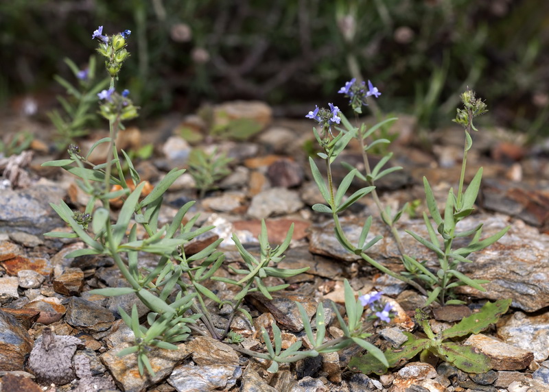 Linaria arvensis.03