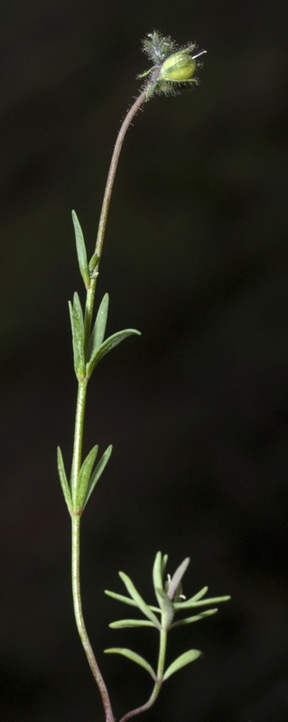 Linaria arvensis.05