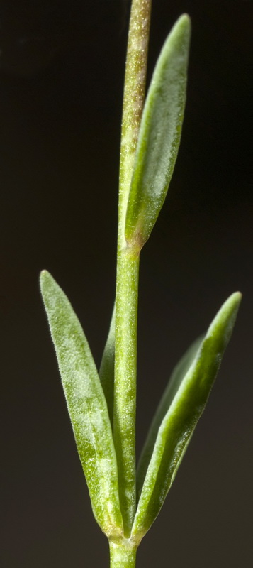 Linaria arvensis.06