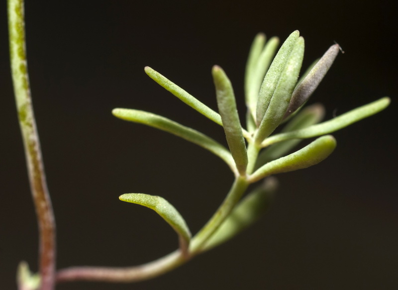 Linaria arvensis.08