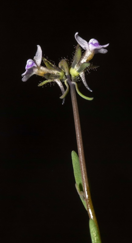 Linaria arvensis.09