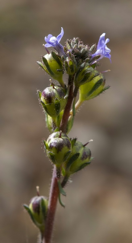 Linaria arvensis.10