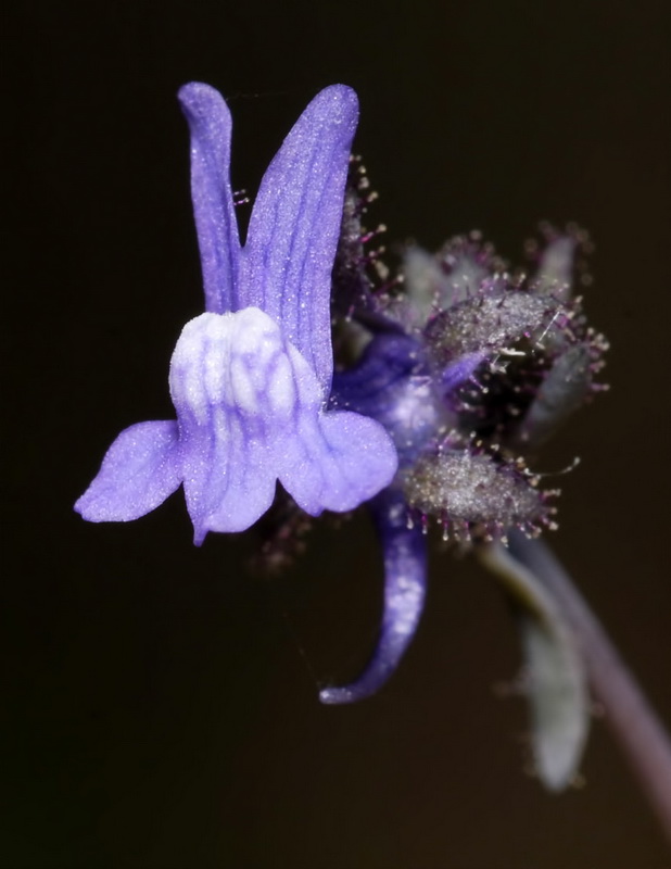 Linaria arvensis.12