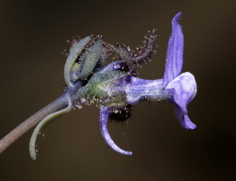 Linaria arvensis.13