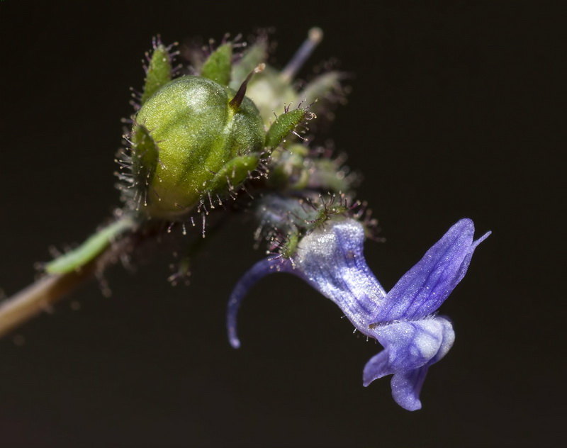 Linaria arvensis.14