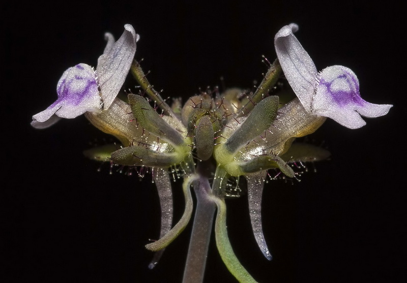 Linaria arvensis.19