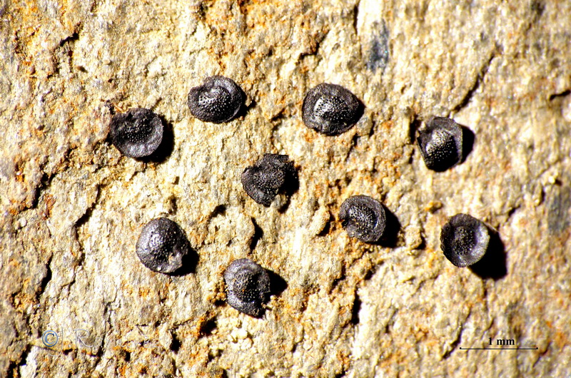 Linaria arvensis.232