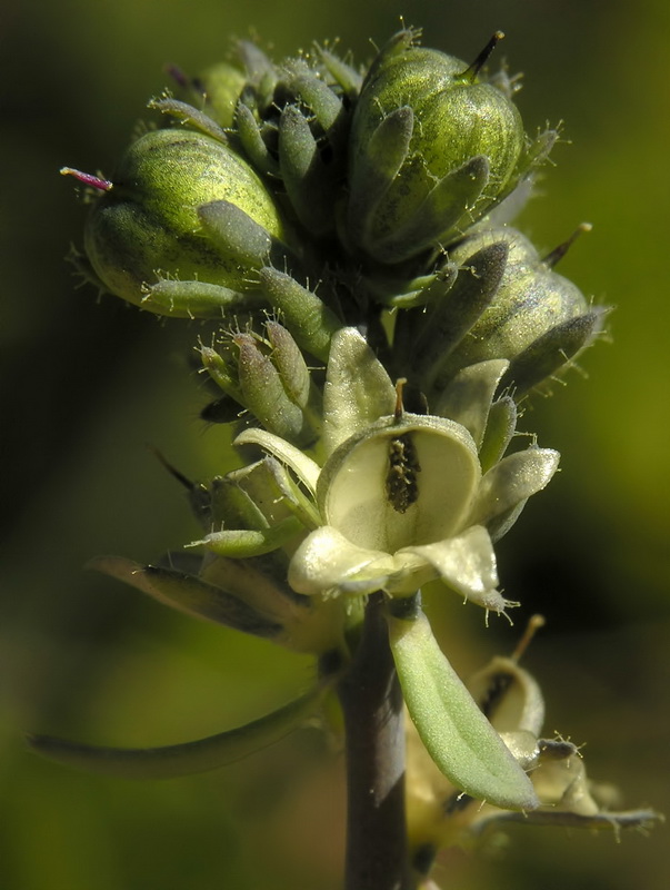 Linaria arvensis.25