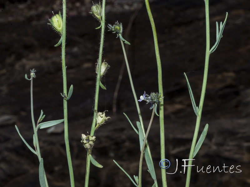 Linaria arvensis.29