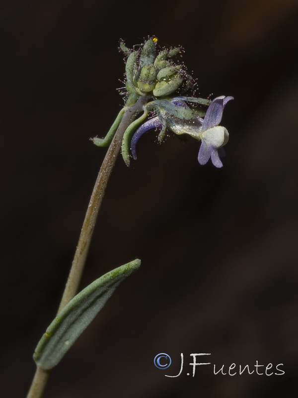 Linaria arvensis.31