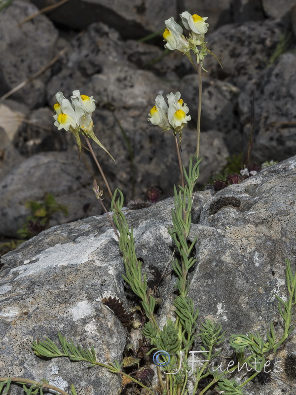 Linaria badalii.01