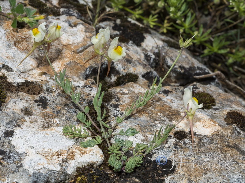 Linaria badalii.02