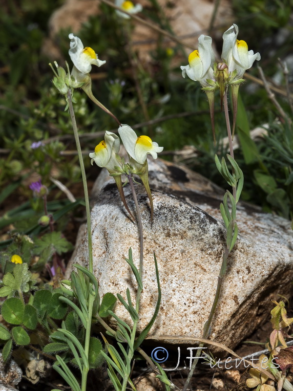 Linaria badalii.03