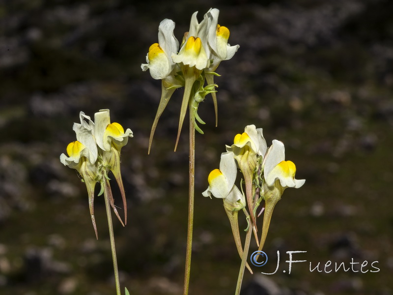 Linaria badalii.05