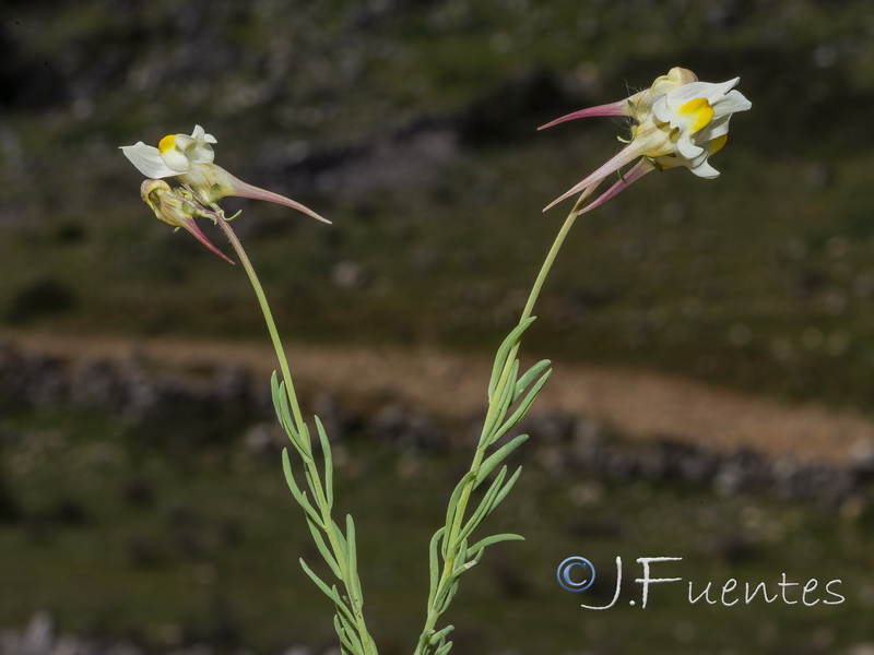 Linaria badalii.06