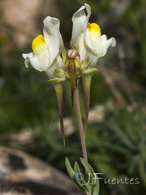 Linaria badalii.07