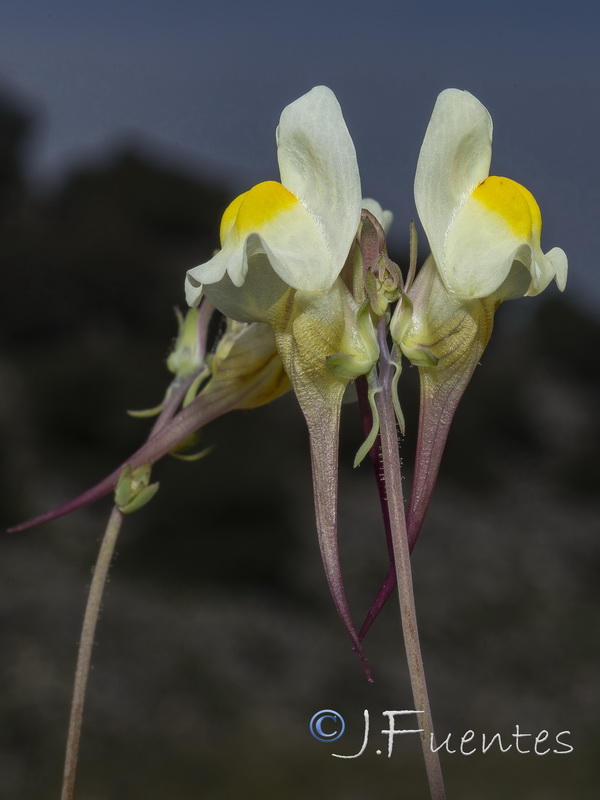 Linaria badalii.08