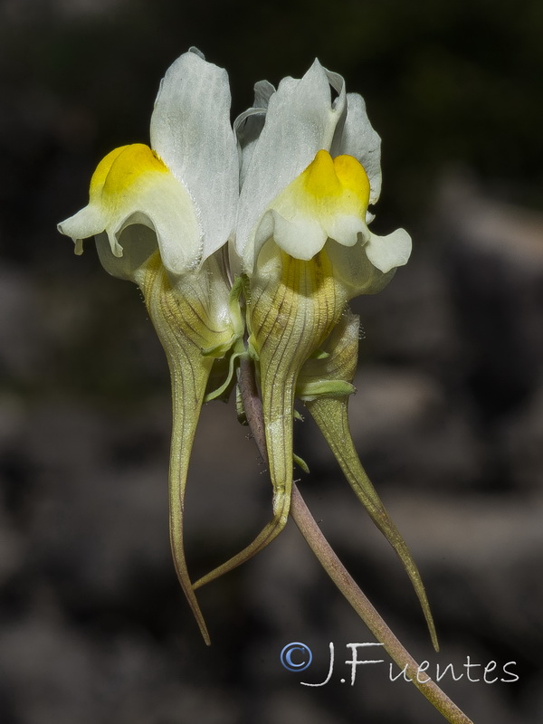 Linaria badalii.09