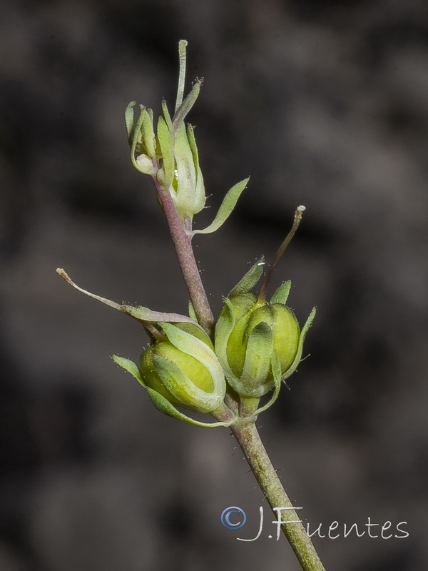 Linaria badalii.10