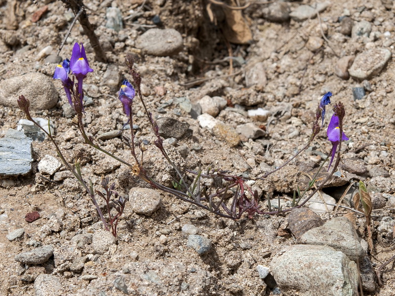 Linaria becerrae.02